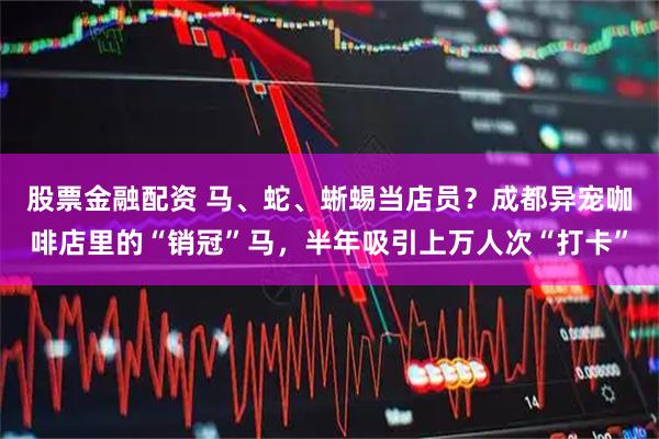 股票金融配资 马、蛇、蜥蜴当店员？成都异宠咖啡店里的“销冠”马，半年吸引上万人次“打卡”